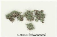 藏品(白髮苔屬)的圖片